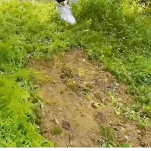 RASTRILLO LIBERADOR DE MALEZA -